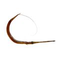 Red Cornetfish