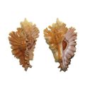 Murex Shell