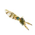 Bigfin Reef Squid