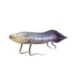 Marbled Lungfish