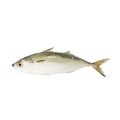 Pacific Chub Mackerel