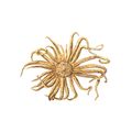 Labidiaster Annulatus