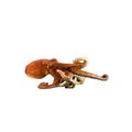 Pygmy Octopus