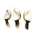 Goose Barnacle