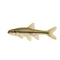 Sand Shiner