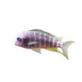 Tropheus Annectens