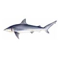 Finetooth Shark