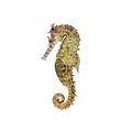 Short Snouted Seahorse