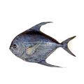 Sickle Pomfret