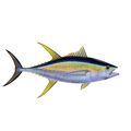 Frozen Yellowfin Tuna
