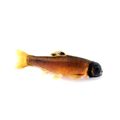 Fathead Minnow