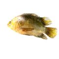 Banded Sole