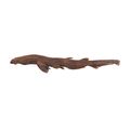 Pale Catshark
