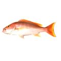 Silk Snapper