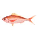 Rubyfish