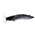 Africa-bighead Catfish, Hybrid