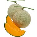 Netted Melon