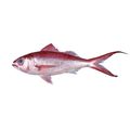 Deepwater Longtail Red Snapper