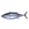 Fresh Yellowfin Tuna