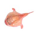 Pink Frogmouth