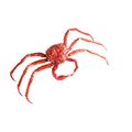 Blue King Crab