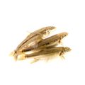 Longfin Dace