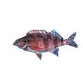 Redfinger