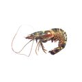 Giant Tiger Prawn