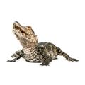 Cuvier's Dwarf Caiman