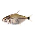 Wimple Piranha