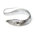 Fresh Ribbonfish