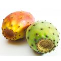 Prickly Pear