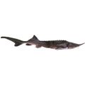 Starry Sturgeon