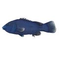 Western Blue Groper