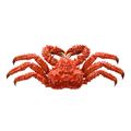 Red King Crab