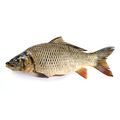Fresh Carp
