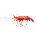 Sidestripe Shrimp