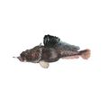 Plunderfish