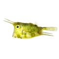 Longhorn Cowfish