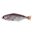 Rudderfish