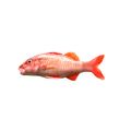 Whitesaddle Goatfish