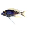 Featherfin Cichlid
