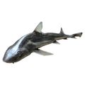 Dusky Smooth-hound