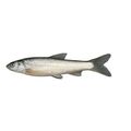 Plains Minnow
