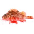 Red Scorpionfish