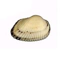 Globose Clam
