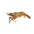 Coonstripe Shrimp