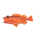 Starry Rockfish