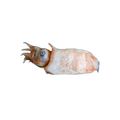Ram's Horn Squid