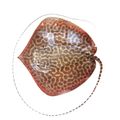 Leopard Whipray